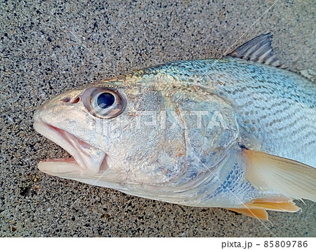 口の空いたボケーっとした魚 口の空いたボケーっとした魚 85809786