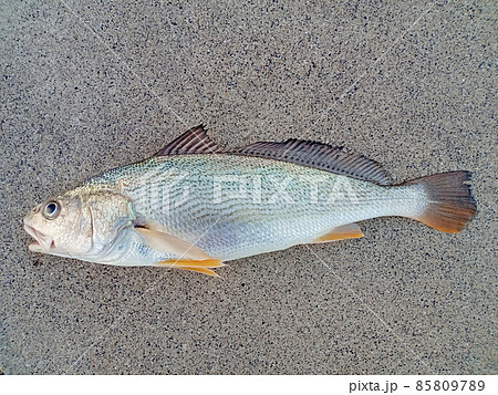 ニベ(イシモチ・コイチ)を釣ったその場で真上から撮影 ニベ(イシモチ・コイチ)を釣ったその場で真上から撮影 85809789