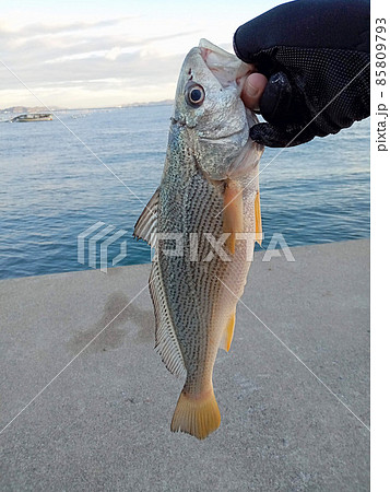 ニベ（コイチ・イシモチ）を堤防でブツ持ち撮影　小指を立てて 85809793