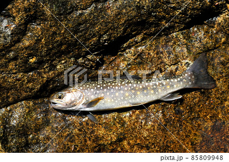 丹沢で釣れた野生のイワナ 85809948