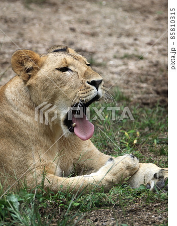 動物園のトラ 85810315