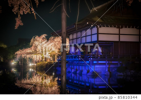 京都 平安神宮の紅しだれコンサート 85810344