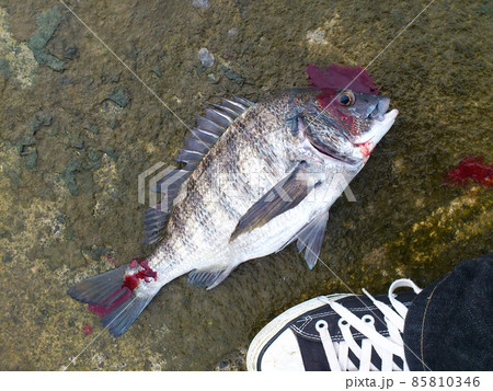 クロダイを釣り場で活〆　 85810346