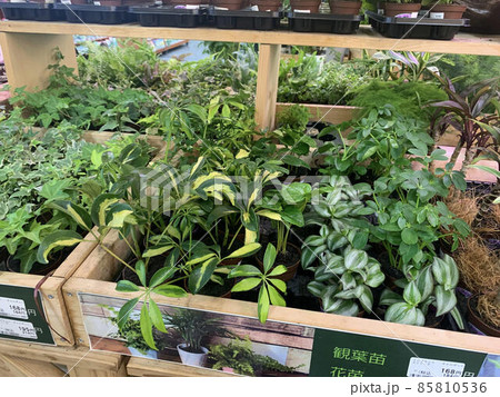 観葉植物 85810536
