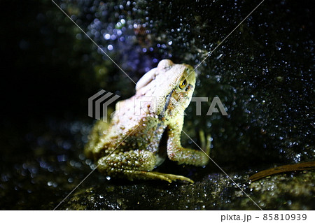 ヒキガエル ガマガエル 蟾蜍 85810939