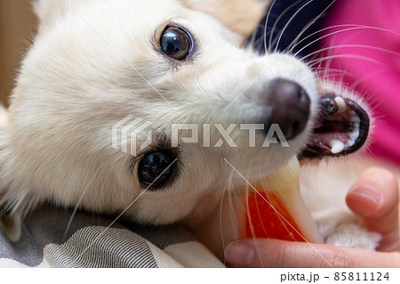 デンタルボーンを噛む犬　ポメックス 85811124