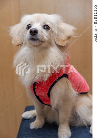 ミックス犬 ポメックス ペットウェア ミックス犬 ポメックス ペットウェア 85811165