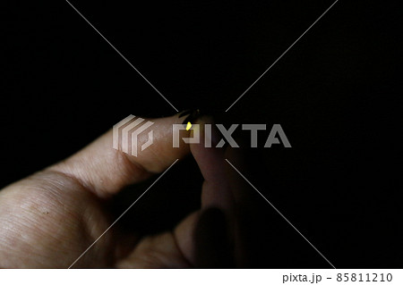 蛍 ホタル ほたる 85811210