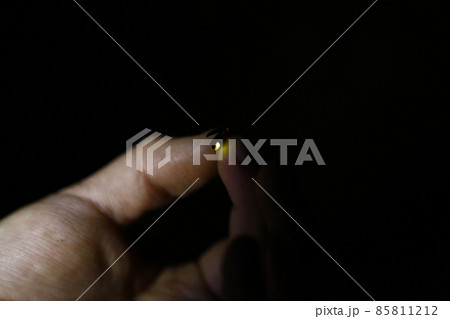 蛍 ホタル ほたる 85811212