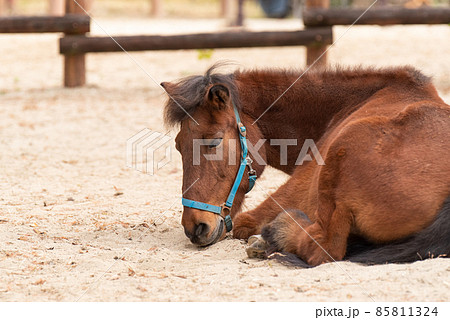 くつろぐ馬 くつろぐ馬 85811324