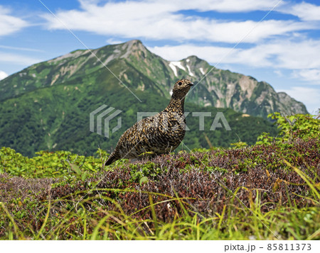 ライチョウ雌と鹿島槍ヶ岳 85811373