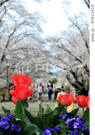 花の咲く春の公園 85811410