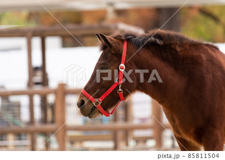 くつろぐ馬 85811504
