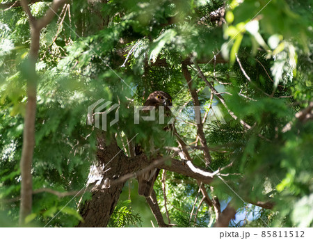 アオバズク 85811512