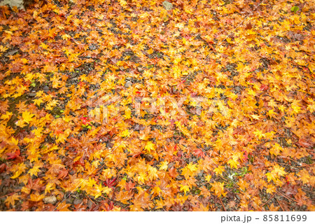 京都龍穏寺の美しい紅葉の風景 85811699