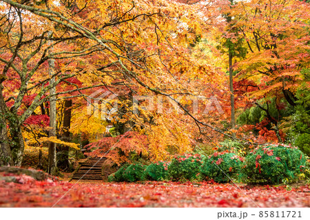 京都龍穏寺の美しい紅葉の風景 85811721