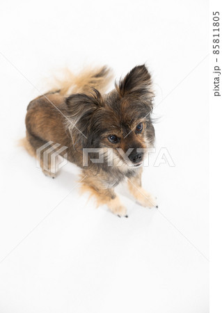 Aerial view of a cute little dog sitting on a white background. Multi-breed dog. Aerial view of a cute little dog sitting on a white background. Multi-breed dog. 85811805