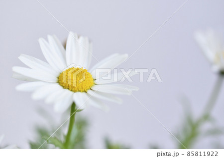 ノースポール ノースポール 85811922