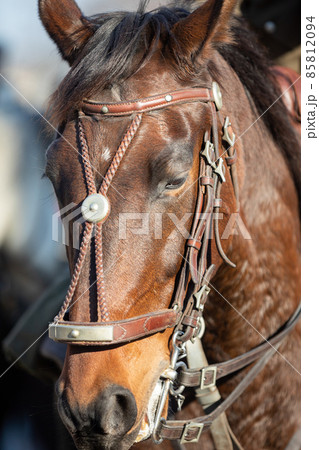 Head of a horse in gala harness with chestnut coloring. 85812094