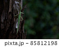 ナナフシ 85812198