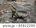 ウォータードラゴン 85812200