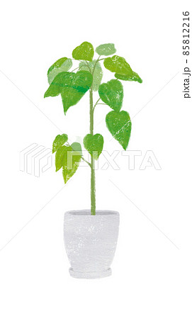 観葉植物 85812216