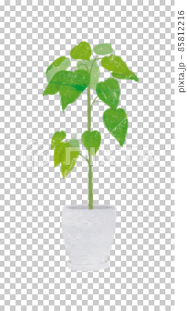 観葉植物 85812216