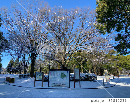 雪景色になった代々木公園（2022年1月7日） 85812231