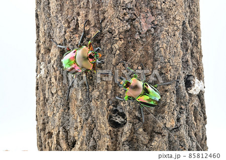 ニジイロクワガタ ニジイロクワガタ 85812460