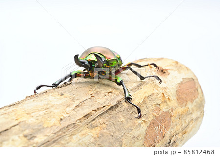 ニジイロクワガタ ニジイロクワガタ 85812468