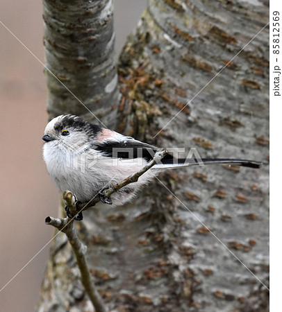 千葉県佐倉市　印旛沼　冬　エナガ 85812569