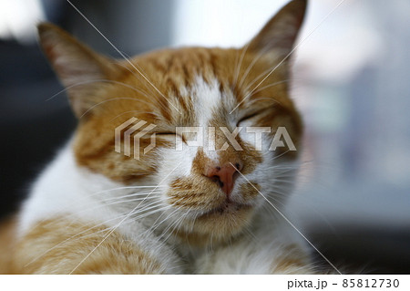 台湾 新北市 侯硐 85812730