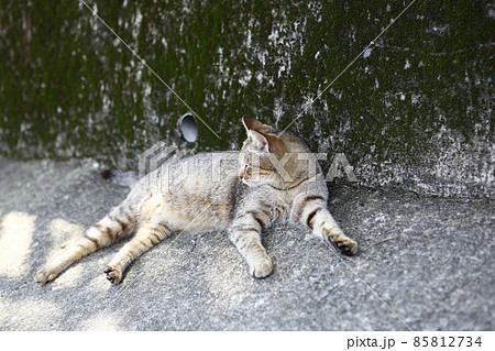 台湾 新北市 侯硐 85812734