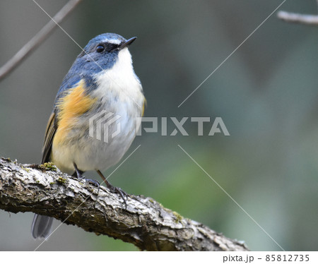 佐倉城址公園の野鳥　ルリビタキ　オス 85812735