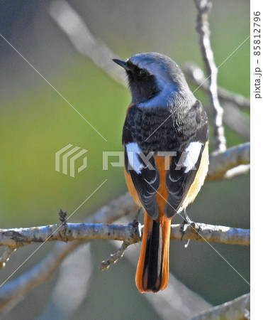 印旛沼の野鳥　ジョウビタキ　オス 85812796