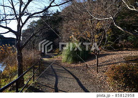 晩秋の千葉県清水公園（金乗院）の自然 85812958