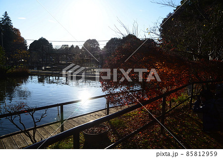 晩秋の千葉県清水公園（金乗院）の自然 85812959