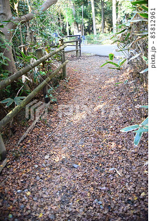 晩秋の千葉県清水公園(金乗院)の自然 晩秋の千葉県清水公園(金乗院)の自然 85812961