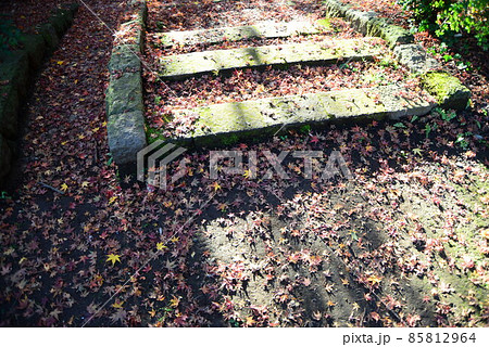 晩秋の千葉県清水公園（金乗院）の自然 85812964