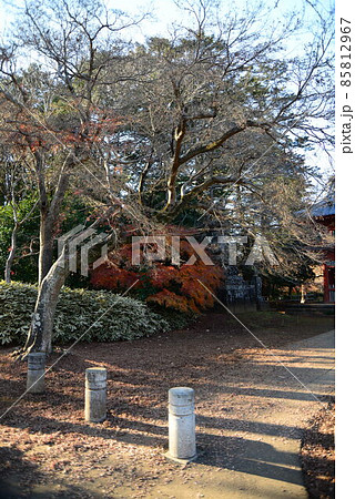 晩秋の千葉県清水公園（金乗院）の自然 85812967