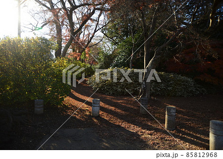 晩秋の千葉県清水公園（金乗院）の自然 85812968