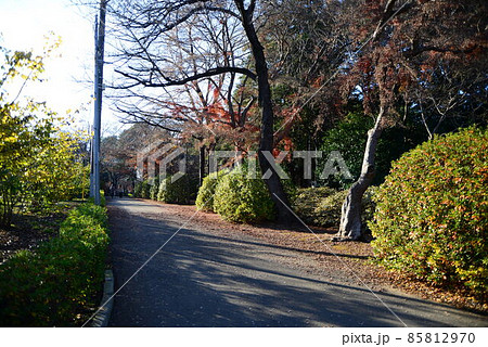 晩秋の千葉県清水公園（金乗院）の自然 85812970