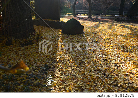 晩秋の千葉県清水公園（金乗院）の自然 85812979