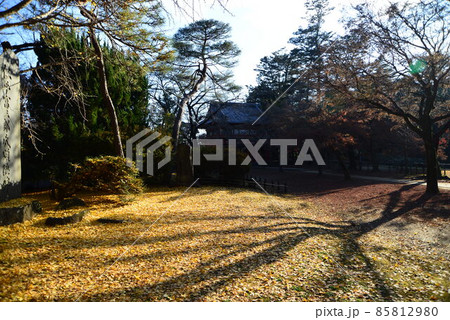 晩秋の千葉県清水公園（金乗院）の自然 85812980