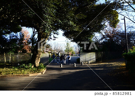 晩秋の千葉県清水公園(金乗院)の自然 晩秋の千葉県清水公園(金乗院)の自然 85812981