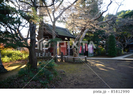 晩秋の千葉県清水公園（金乗院）の自然 85812990