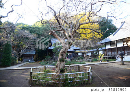 晩秋の千葉県清水公園（金乗院）の自然 85812992