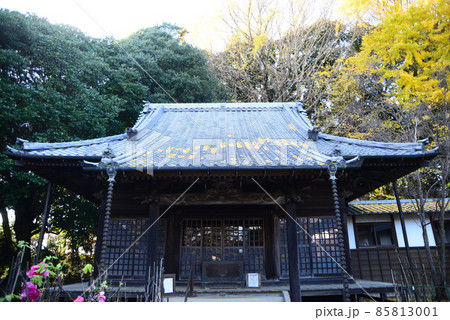 晩秋の千葉県清水公園（金乗院）の自然 85813001