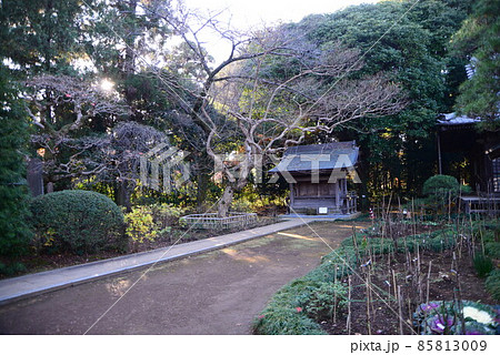 晩秋の千葉県清水公園（金乗院）の自然 85813009