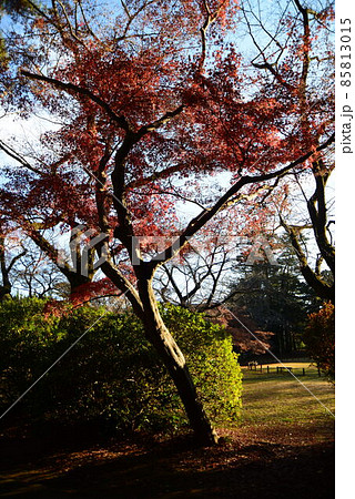晩秋の千葉県清水公園（金乗院）の自然 85813015